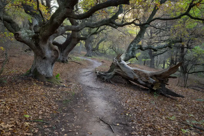 Vieux chênes et tronc mort au sol dans une forêt feuillue de la Grésigne.